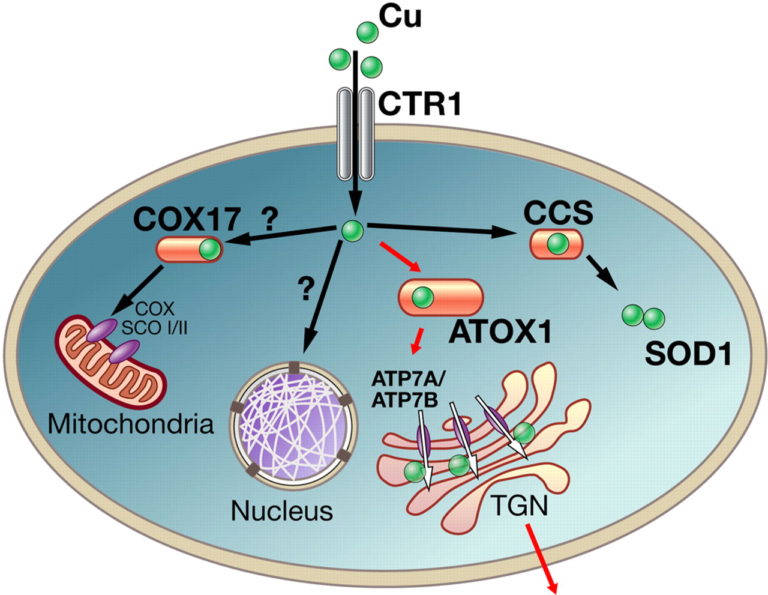 Copper Helps to Regulate Signaling System in the Brain